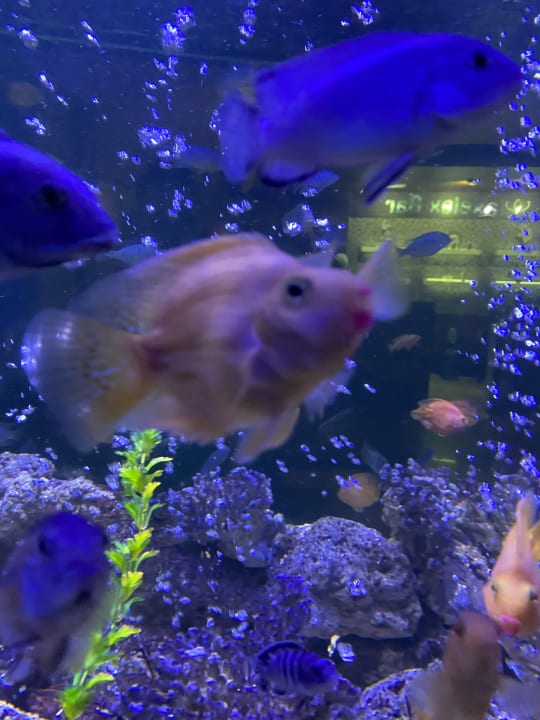 Sport & Frezieit Hotel Delphin Imperial