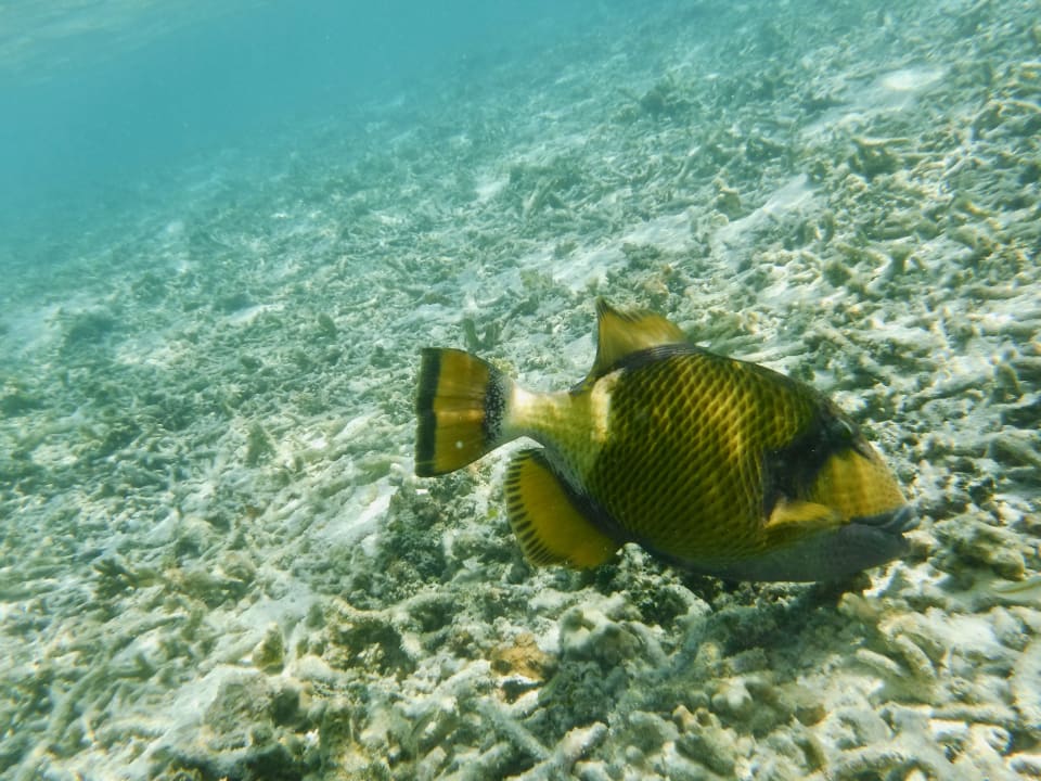 Sport & Freizeit Adaaran Select Hudhuran Fushi - Premium All Inclusive