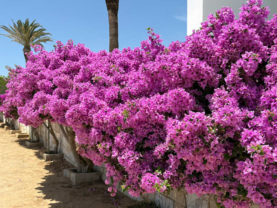 Gartenanlage Casa Três Palmeiras