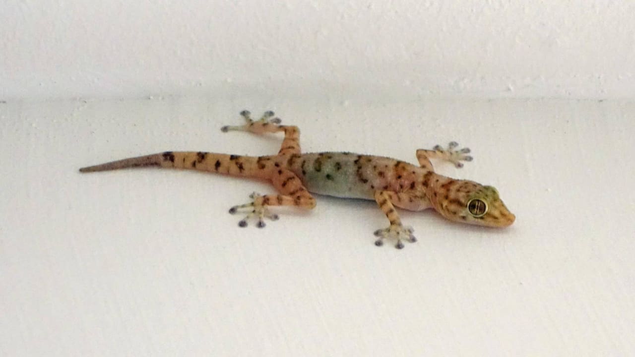 Gekko Shams Alam Beach Resort