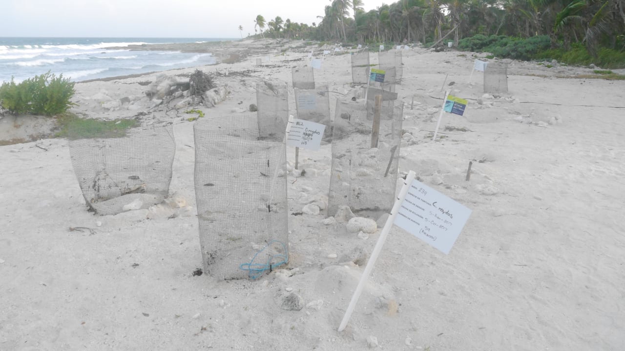 Strand Grand Sirenis Riviera Maya Resort & Spa