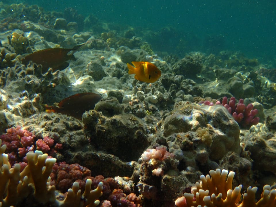 Strand Pickalbatros Sands Hotel - Port Ghalib