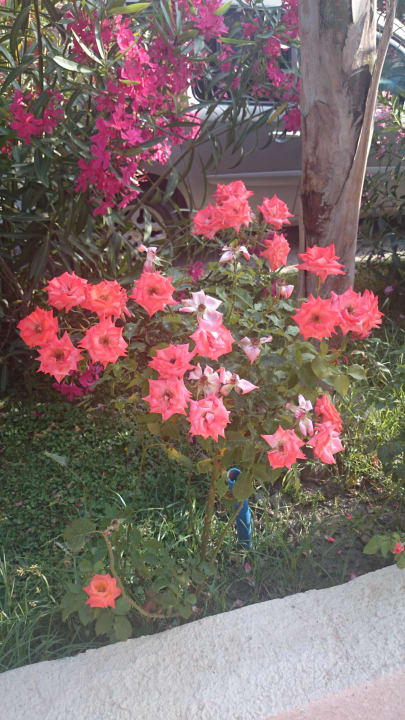 Bepflanzung Paloma Pasha