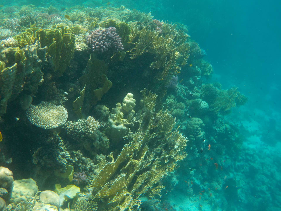 Sport & Freizeit Hotel Gorgonia Beach Resort