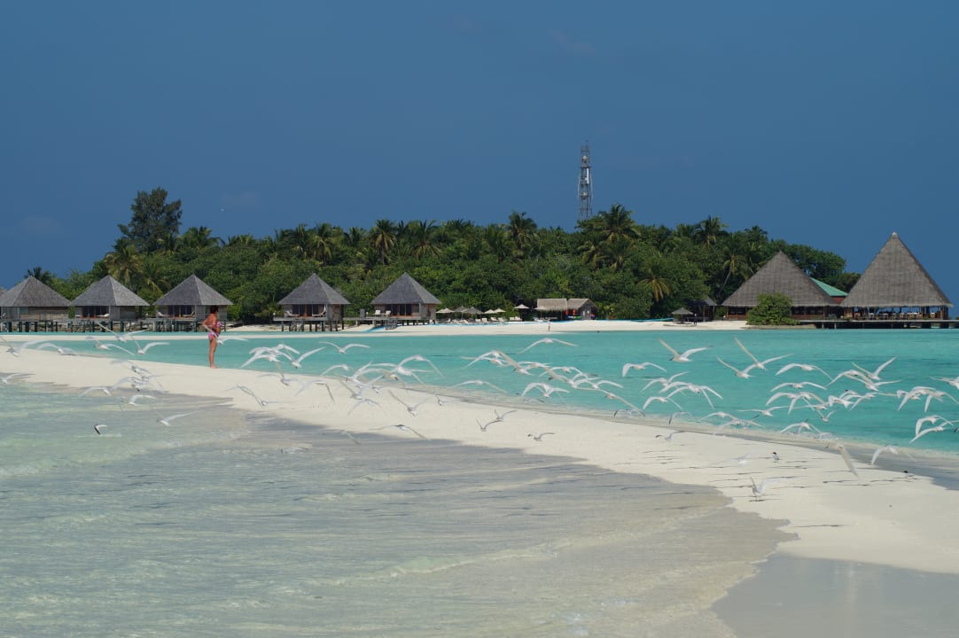 Strand Gangehi Island Resort
