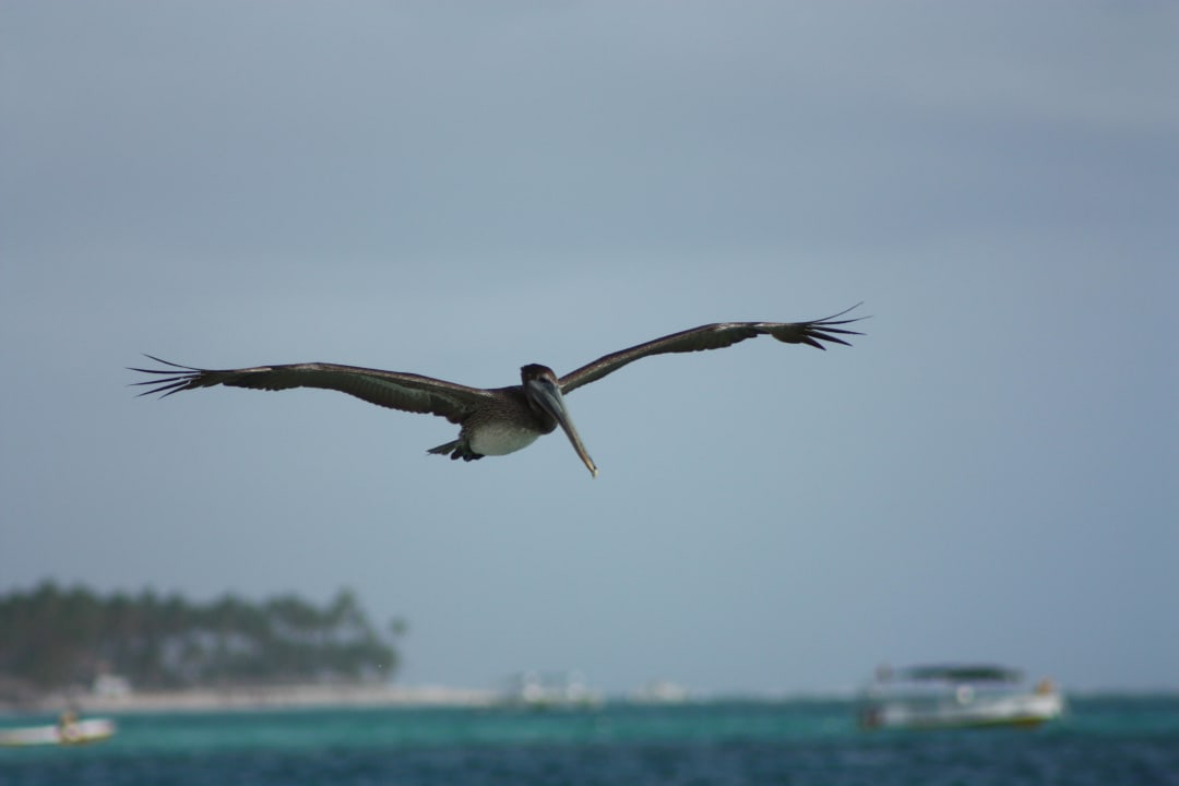 Pelikan Punta Cana Princess All Suites Resort & Spa