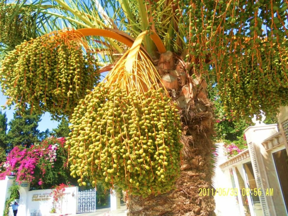 Tolle Dattelpalme vor Hoteleinfahrt The Orangers Beach Resort and Bungalows