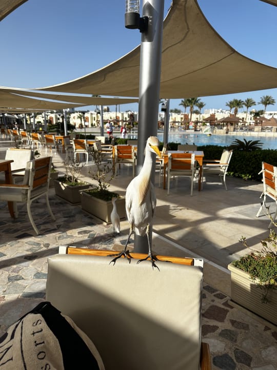 Außenansicht SUNRISE Royal Makadi Resort