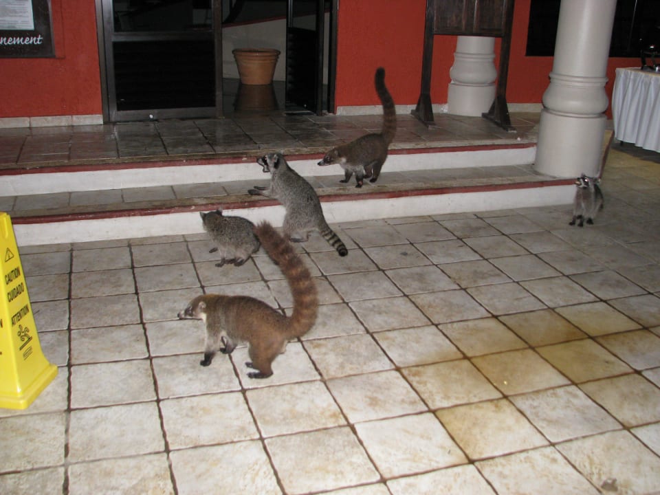Späte Gäste an der Lobby Catalonia Playa Maroma