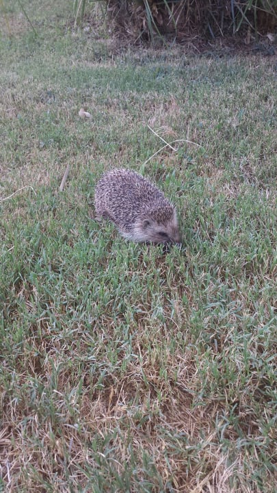 Hotel eigener Igel Belek Beach Resort Hotel
