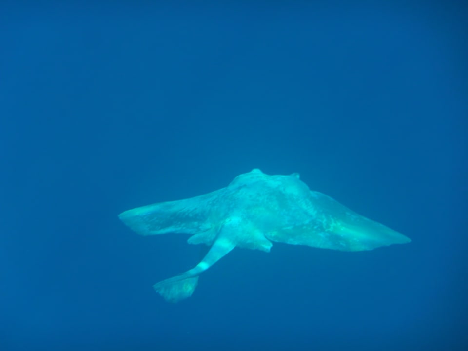 Sport & Freizeit Dusit Thani Maldives