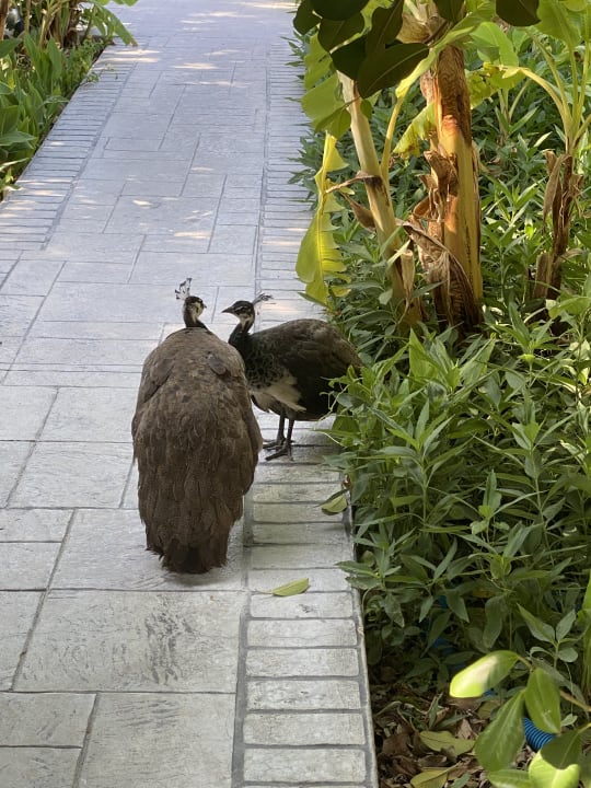 Gartenanlage Irene Palace Beach Resort Club alltoura