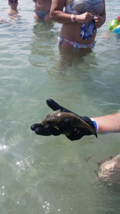 Strand Old Palace Resort Sahl Hasheesh