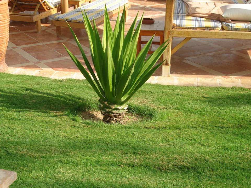 Зелень в отеле Pickalbatros Palace Resort