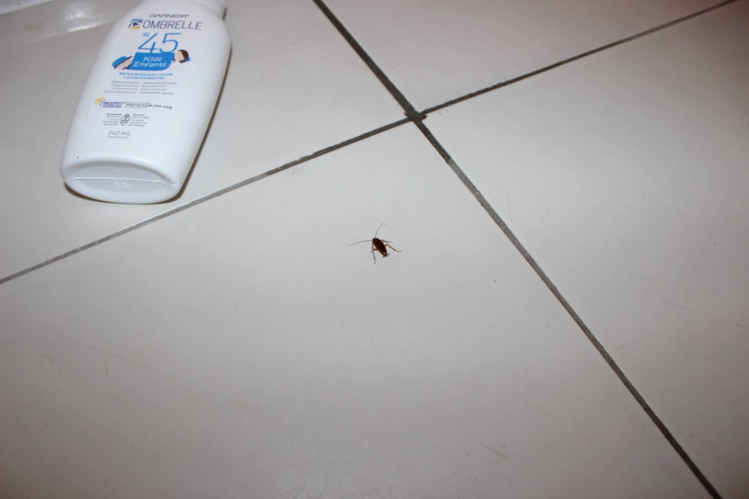 Cockroach in room Memories Flamenco Beach Resort