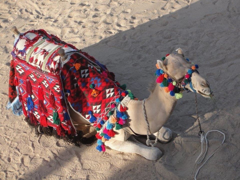 Max zu Besuch Bella Vista Resort Hurghada