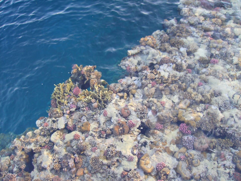 View form Jetty onto house reef Pickalbatros Palace Hotel-Port Ghalib