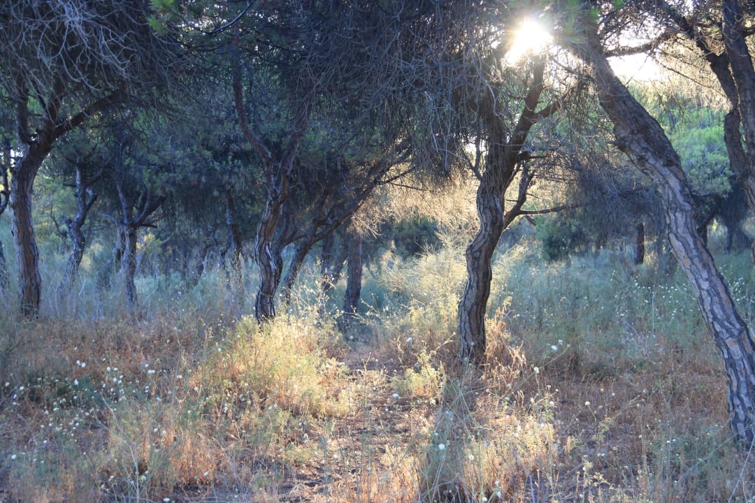 Pinienwald TUI BLUE Isla Cristina Palace