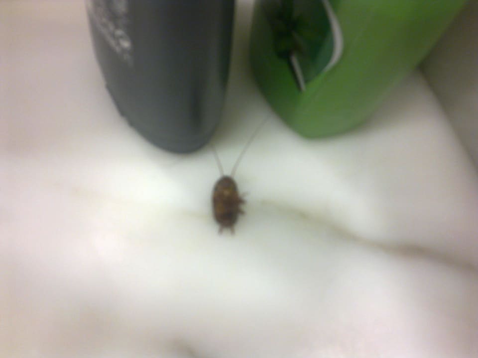 Dead cockroach in the bathroom 1 Catalonia Las Vegas