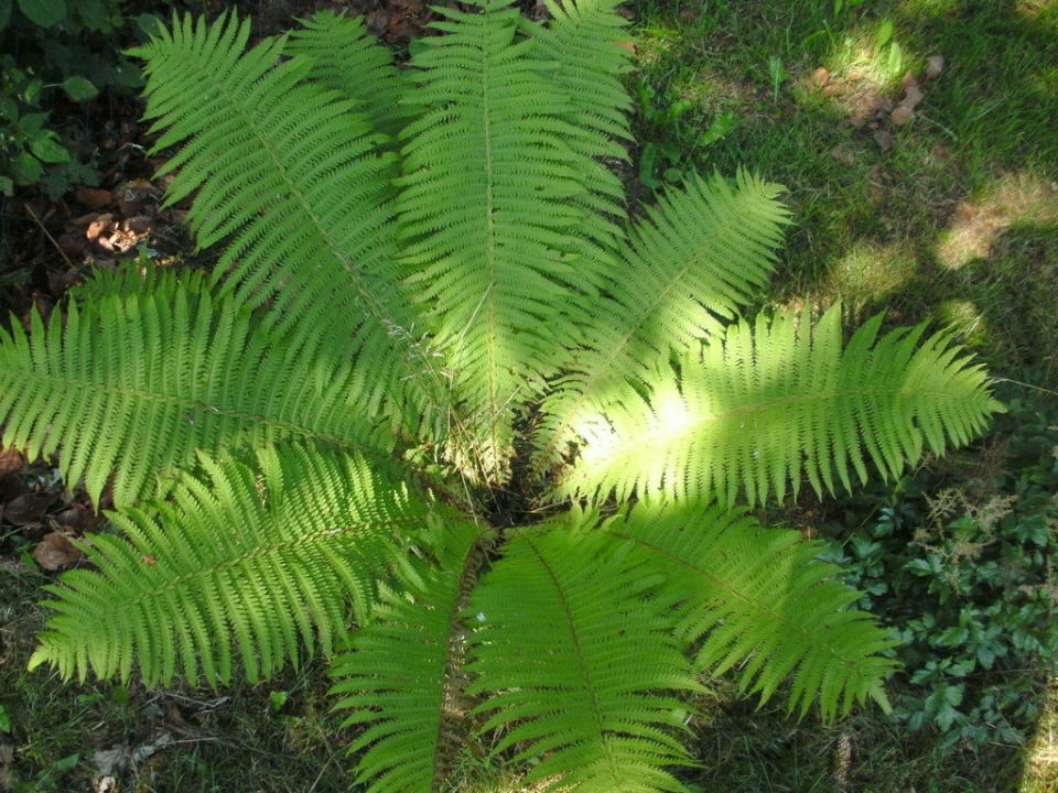 Farn im Garten Spirit & SPA Hotel Birkenhof am Elfenhain