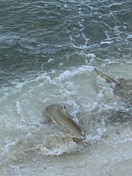 Strand Kuramathi Maldives