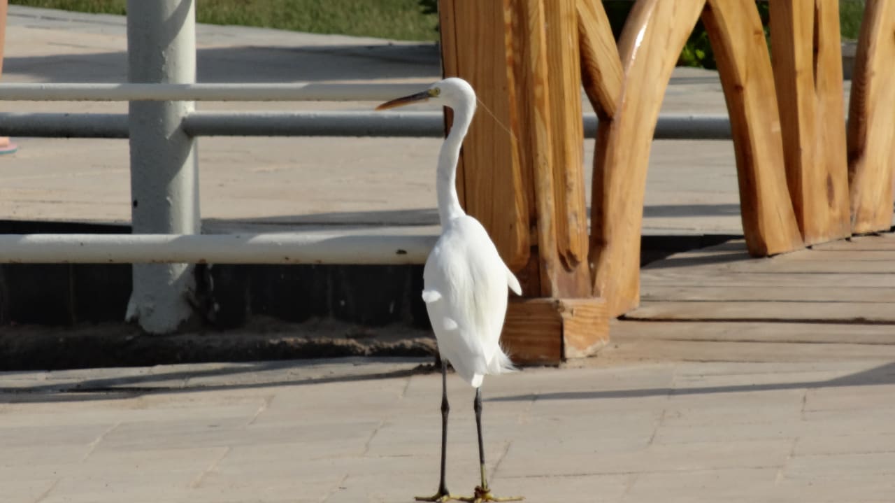 Sonstiges Pickalbatros Dana Beach Resort - Hurghada
