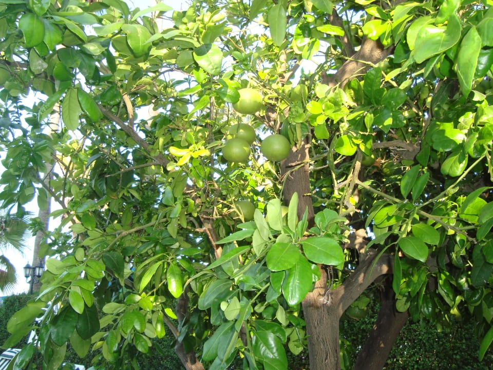 Orangenbaum im Antik Garden Antik Garden