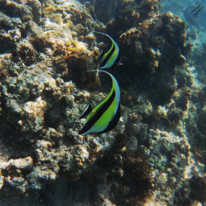 Strand Radisson Blu Poste Lafayette Resort & Spa - Adults only