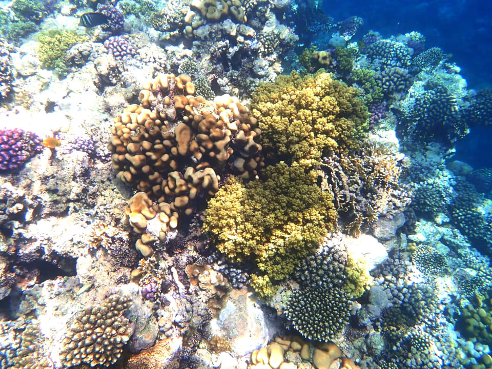 Sport & Freizeit Hotel Gorgonia Beach Resort