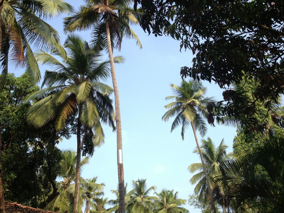 Ausblick  Hotel Laguna Anjuna
