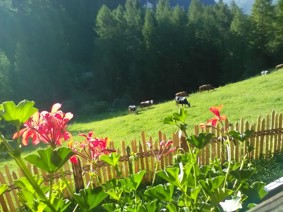 Ausblick Reden Hof
