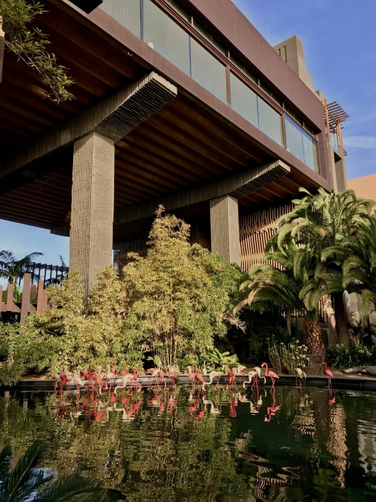 Gartenanlage Lopesan Baobab Resort