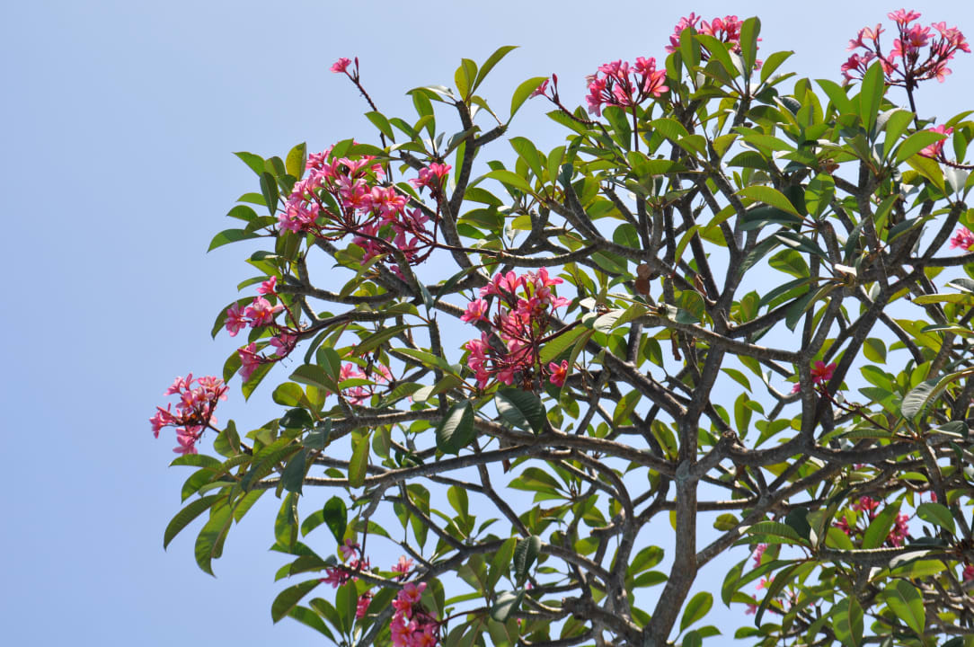 Gartenanlage Hotel Grand Luley Resort