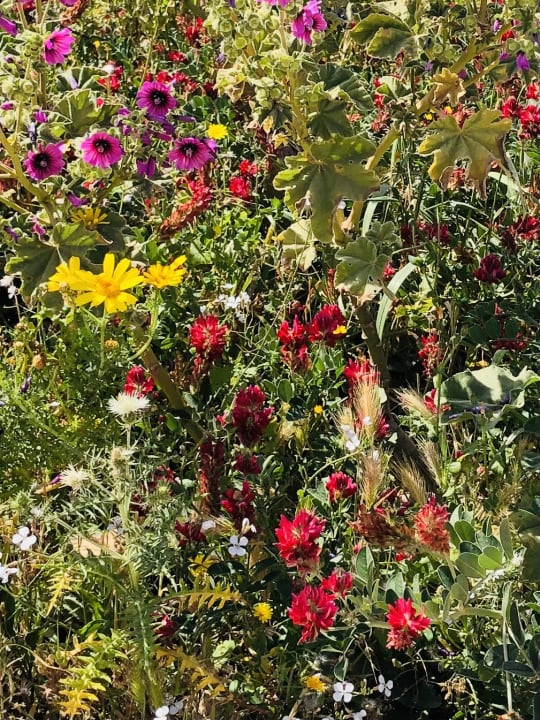 Gartenanlage Riviera Spa Resort - Adults Only