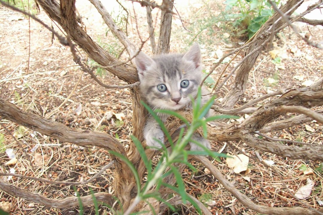 Hotel Kätzchen  Hotel Zora