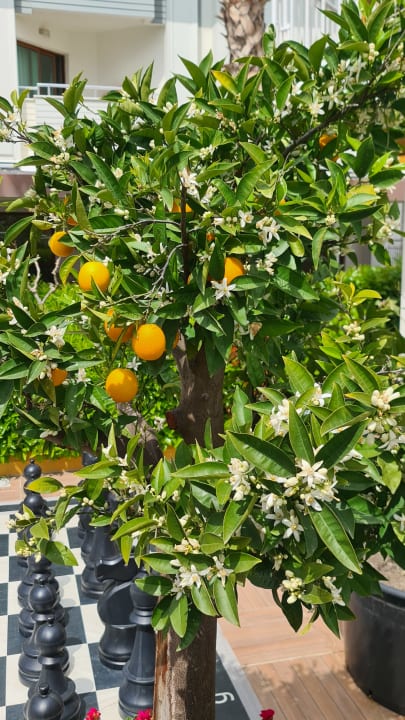 Gartenanlage Hane Family Resort