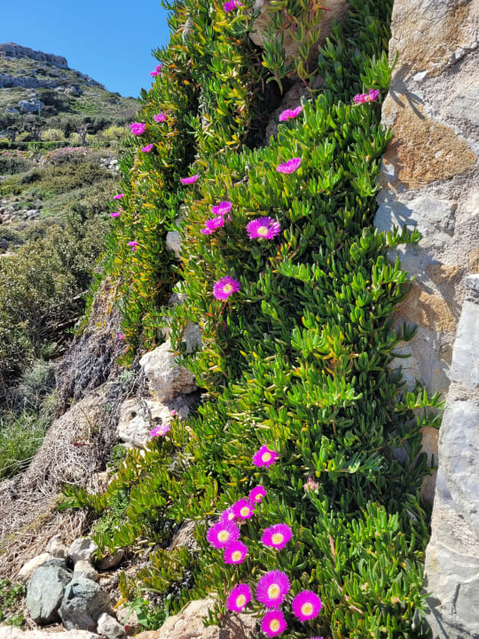 Gartenanlage Hotel Kalithea Horizon Royal