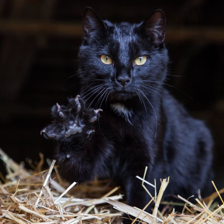 Tiere am Hof  Gschwendnerhof