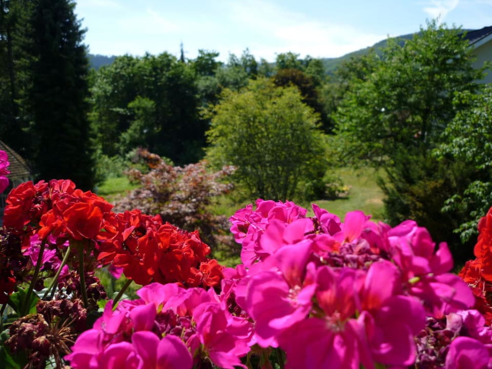Sommerimpression Landhaus Wiesemann - Ferienwohnungen in Bestlage