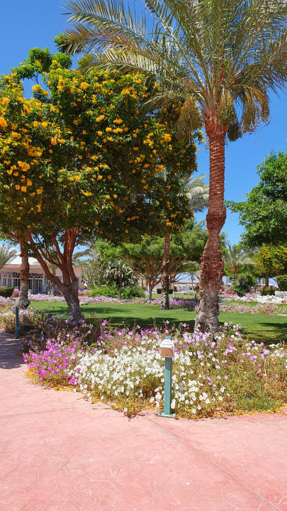 Gartenanlage Desert Rose