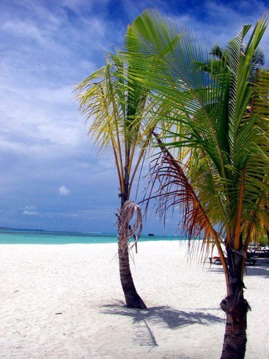 Einfach traumhaft! Kuredu Island Resort & Spa