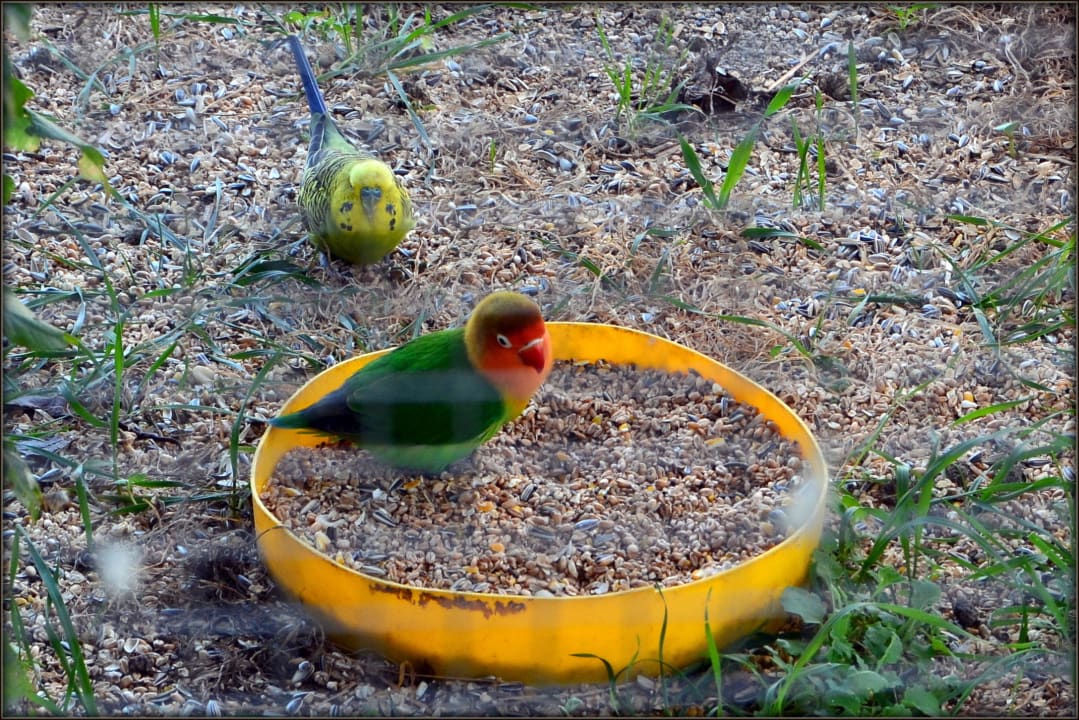 Sittiche Hotel Kohlerhof