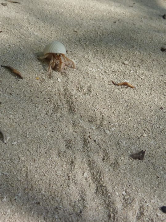 Mini-Krebs mit Muschel Eri Maldives
