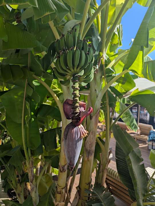 Gartenanlage Jacaranda Luxury Resort