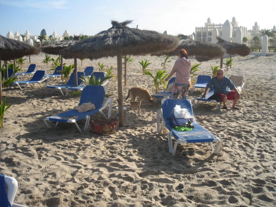 Strandhunde Hotel Riu Karamboa