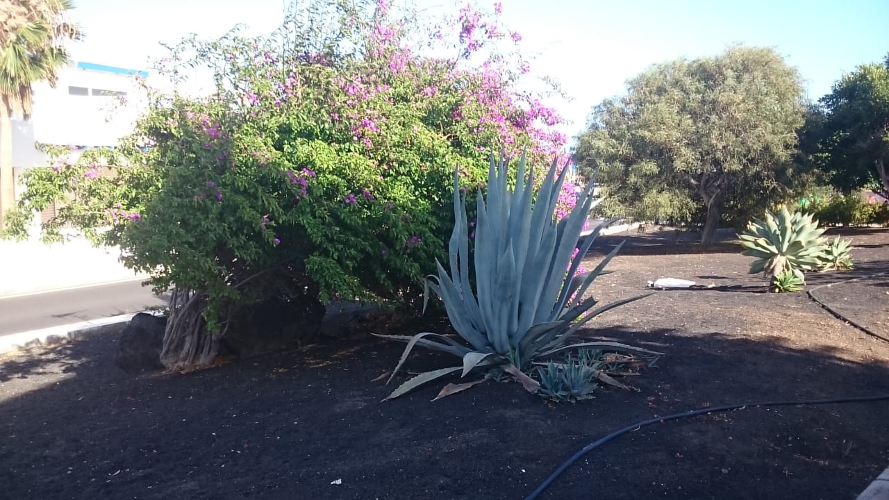 Gartenanlage Aparthotel Costa Mar