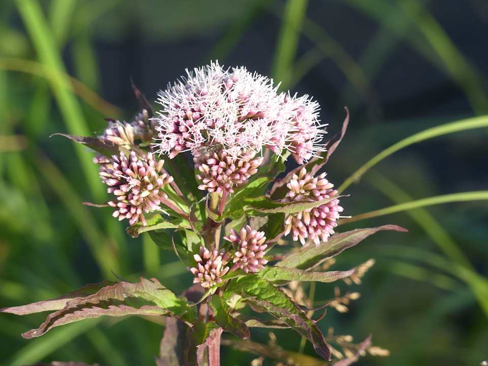 Gartenanlage Vihula Manor Country Club and Spa