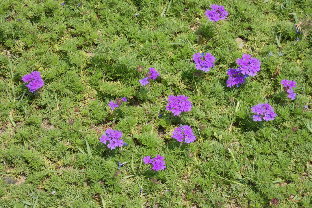 Gartenanlage Hane Family Resort