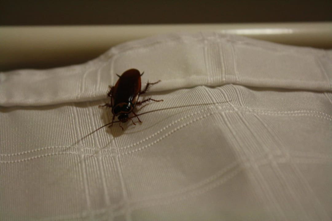 Kakerlake im Bad Abora Buenaventura by Lopesan Hotels