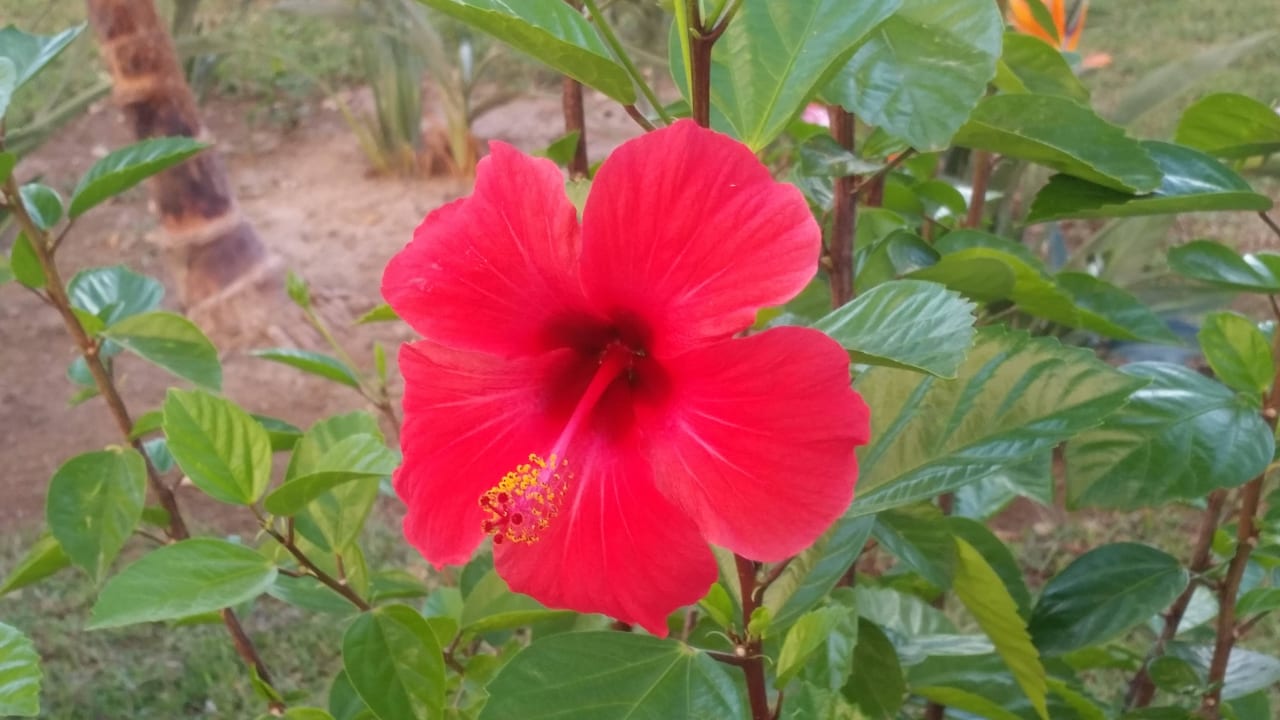 Hibiscus Annabella Diamond Hotel & Spa